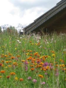 Wohltat für Herz und Augen: Bergblumen im Grödnertal; Foto: Heiner Sieger