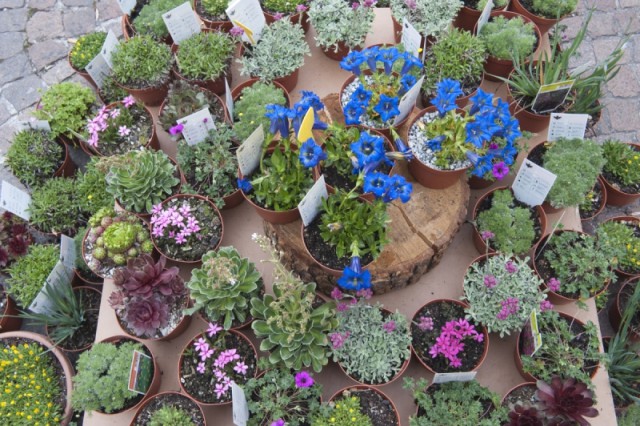 Alpenpflanzen wie Enzian zieren den Blumenmarkt in Bozen; Foto: TV Bozen