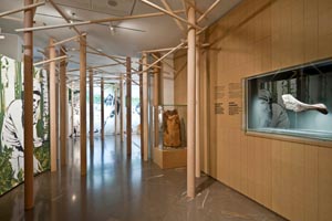 Wichtige Fundstücke aus dem Alpenraum während der Kupferzeit werden in der zweiten Etage des Museum lebendig dargestellt. - Foto: Südtiroler Archäologiemuseum/DPI