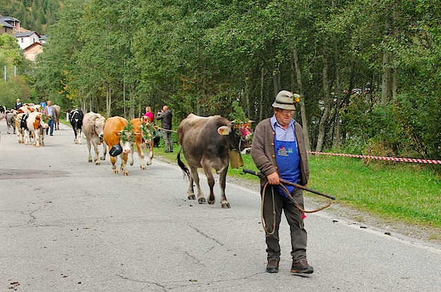Mit Kopfschmuck und Glocken trotten die Kühe gemächlich zu Tal, Foto: Heiner Sieger